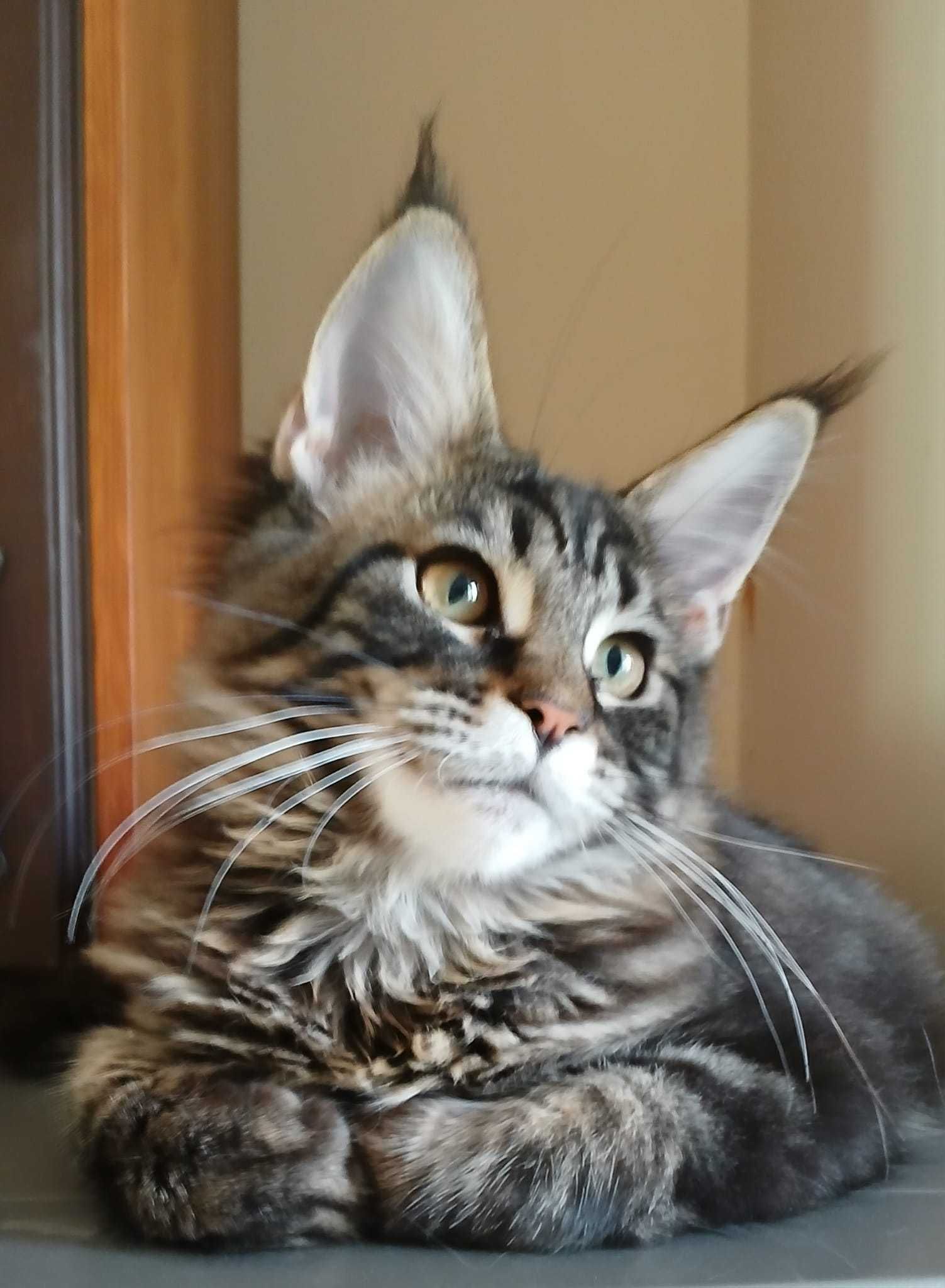 FILON Bratnia Dusza *PL,kocurek Maine Coon