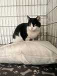 Kot Kita do adopcji