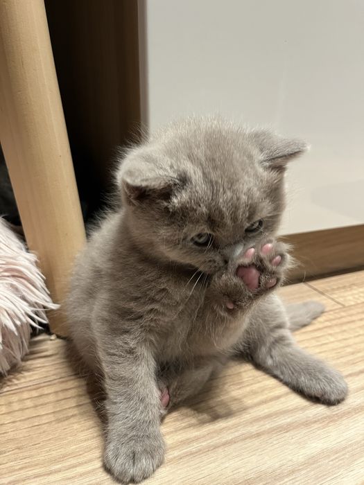 Kot brytyjski liliowy