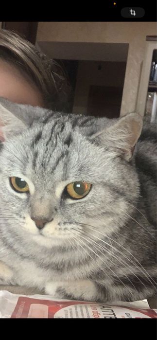 Пропала кішка Буча