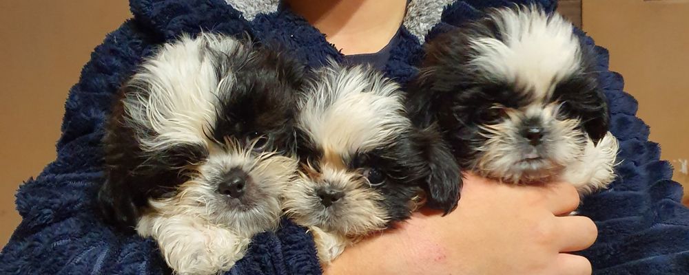 Shih tzu z rodowodem GOTOWE do nowego domu!!!