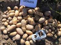 Продам насіннєву картоплю Доната / Семенной картофель, картошка