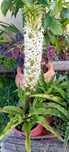 Planta Eucomis da flor ananás