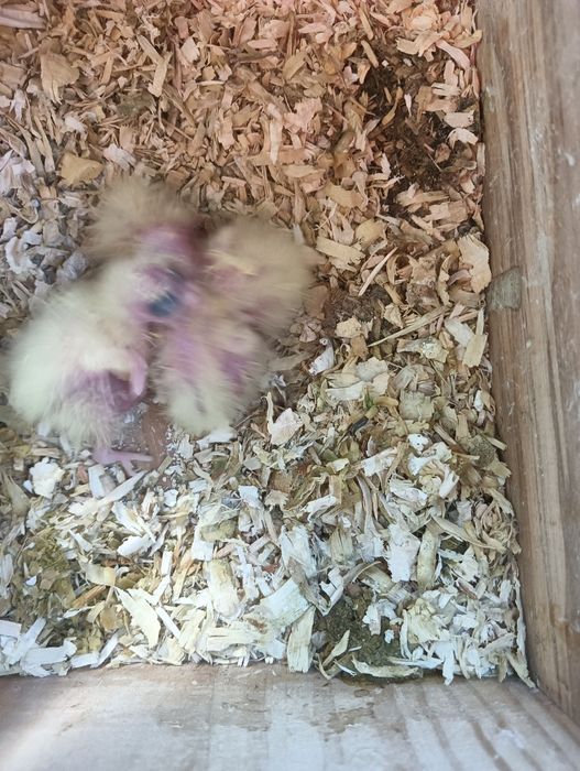 Casal de caturras reprodutores