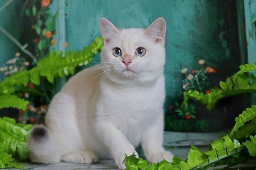 Британський хлопчик с блакитними очима