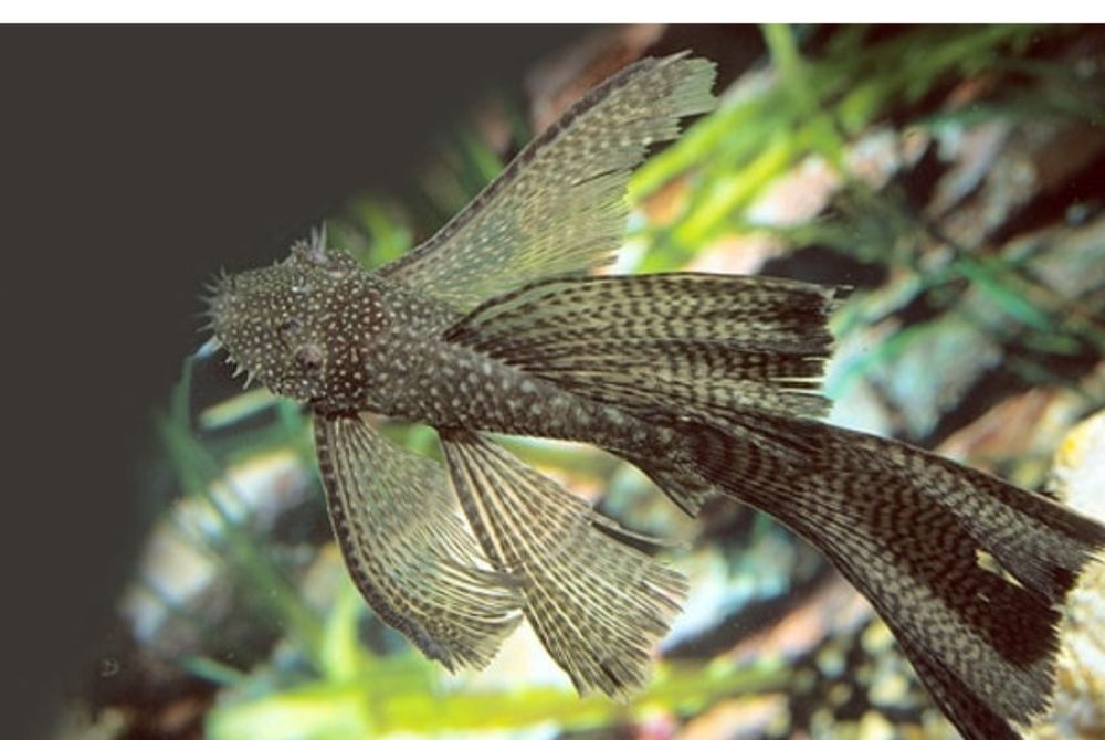Ancistrus.sp,  black longfin e red