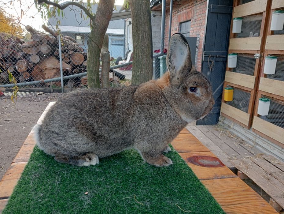 Wiedeński szary samiec