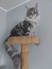 Kocur Maine coon FPL