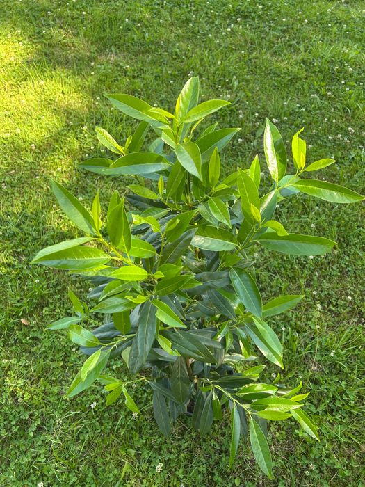 Laurowiśnia caucasica 80-100 cm