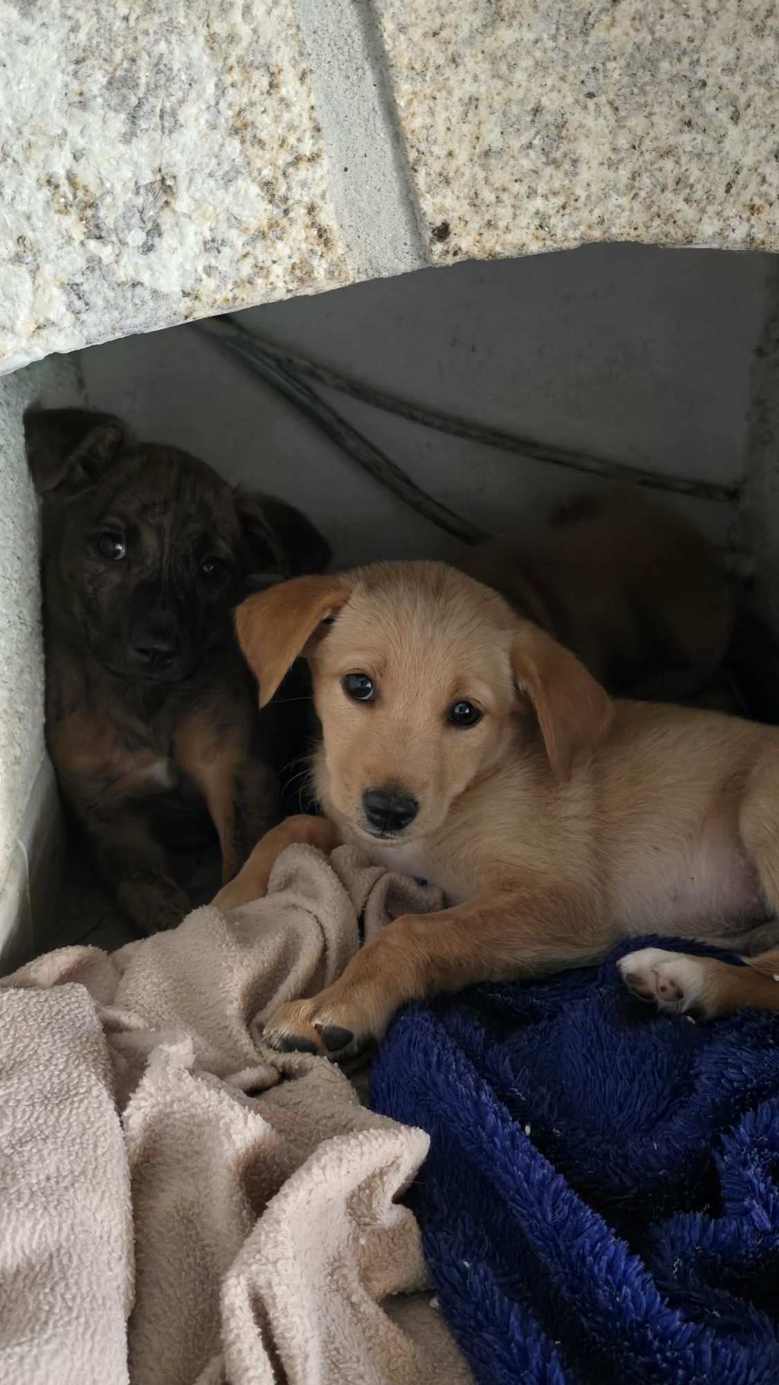 Cães para adoção