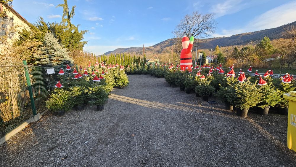 Żywe choinki świąteczne, jodła kaukaska, świerk w donicach i cięte