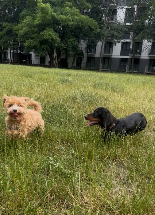 Opieka nad psem / petsitter – Wrocław