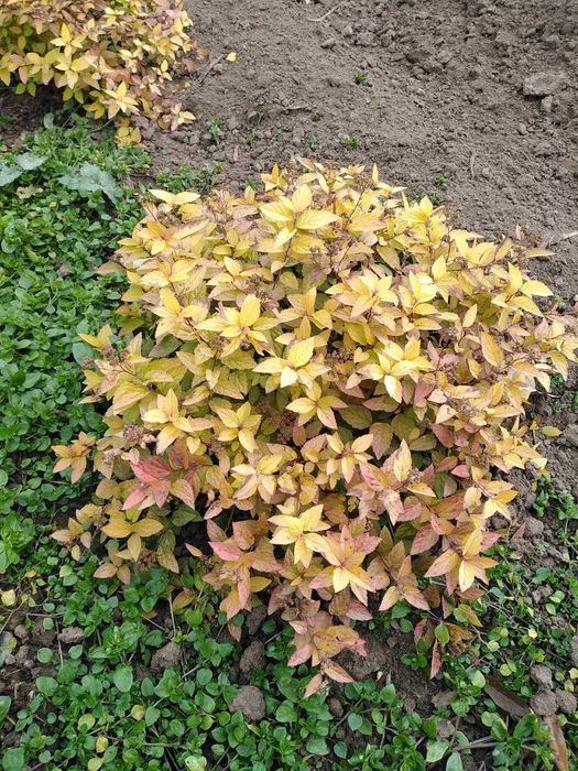 Декоративні рослини та плодово-ягідні культури.