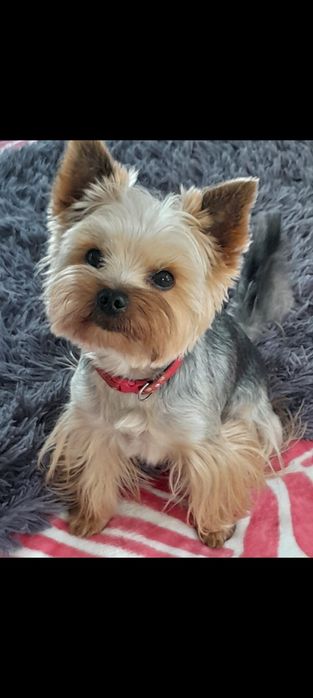 Yorkshire terrier samczyk zkwp fci