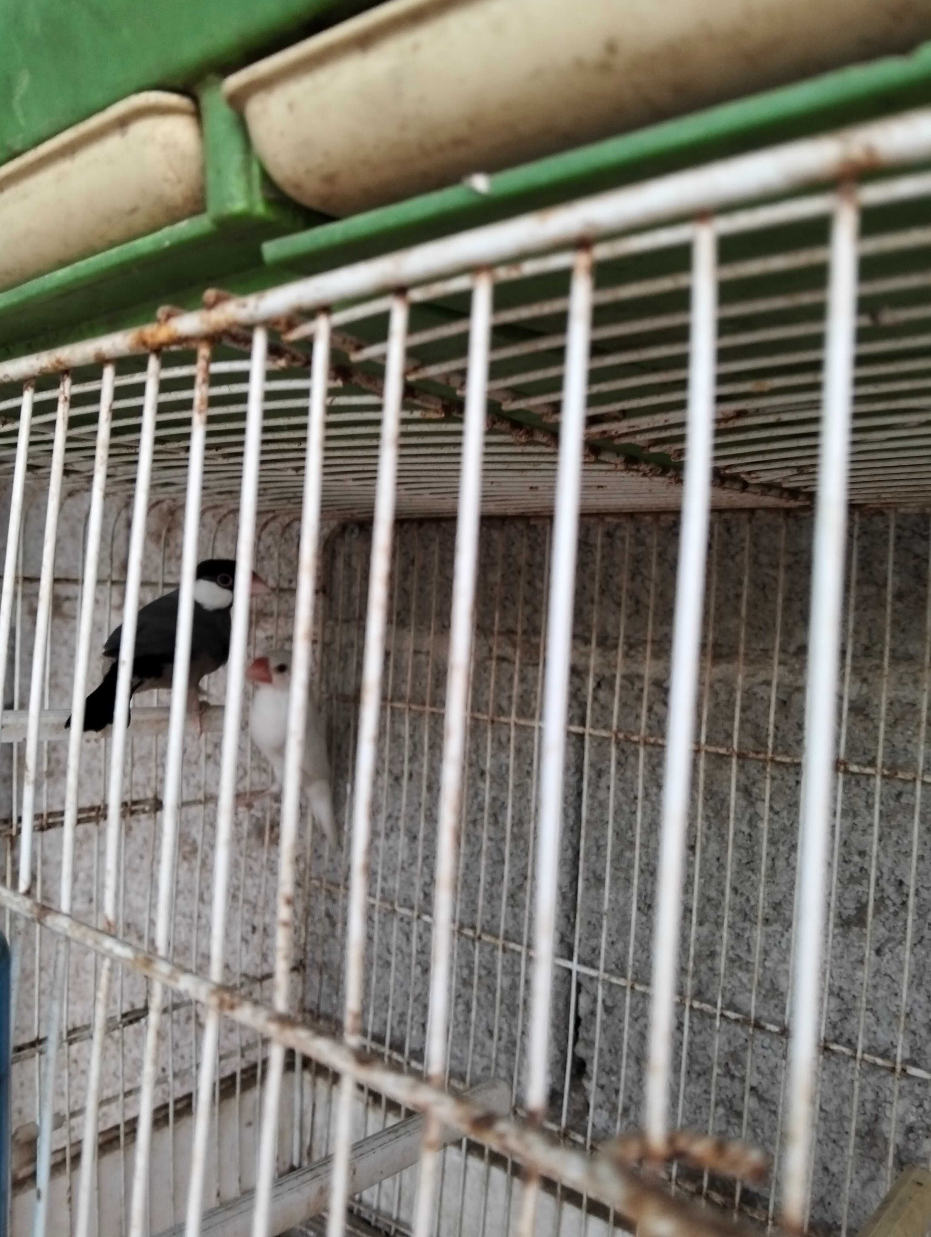 Ring necks, kakarikis e pardal de java