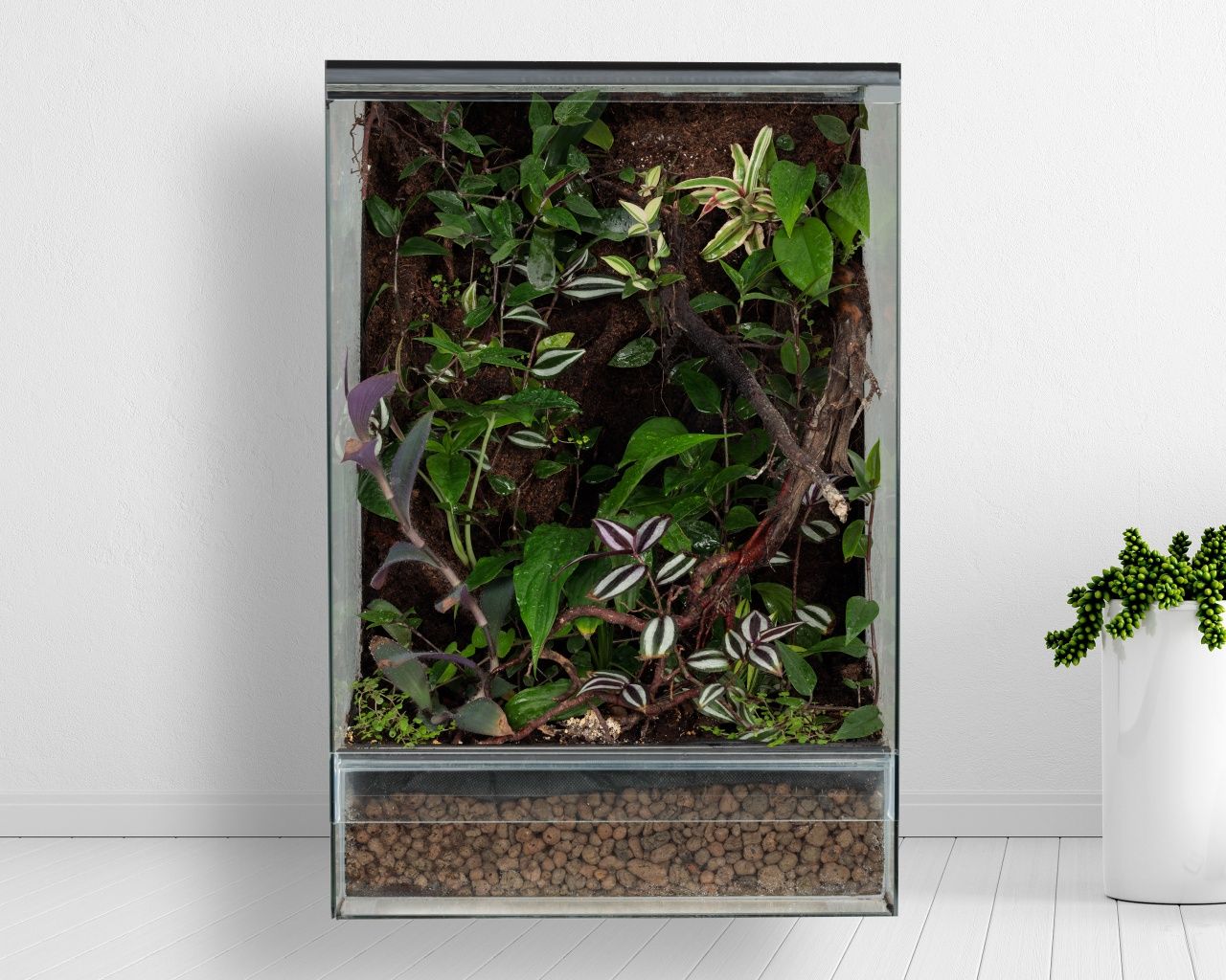 Terrarium paludarium las w szkle