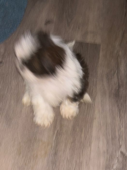 Shih tzu menina com pais com lop