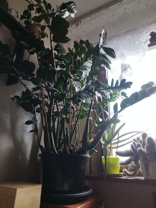 Kwiat doniczkowy Zamioculcas bardzo duży