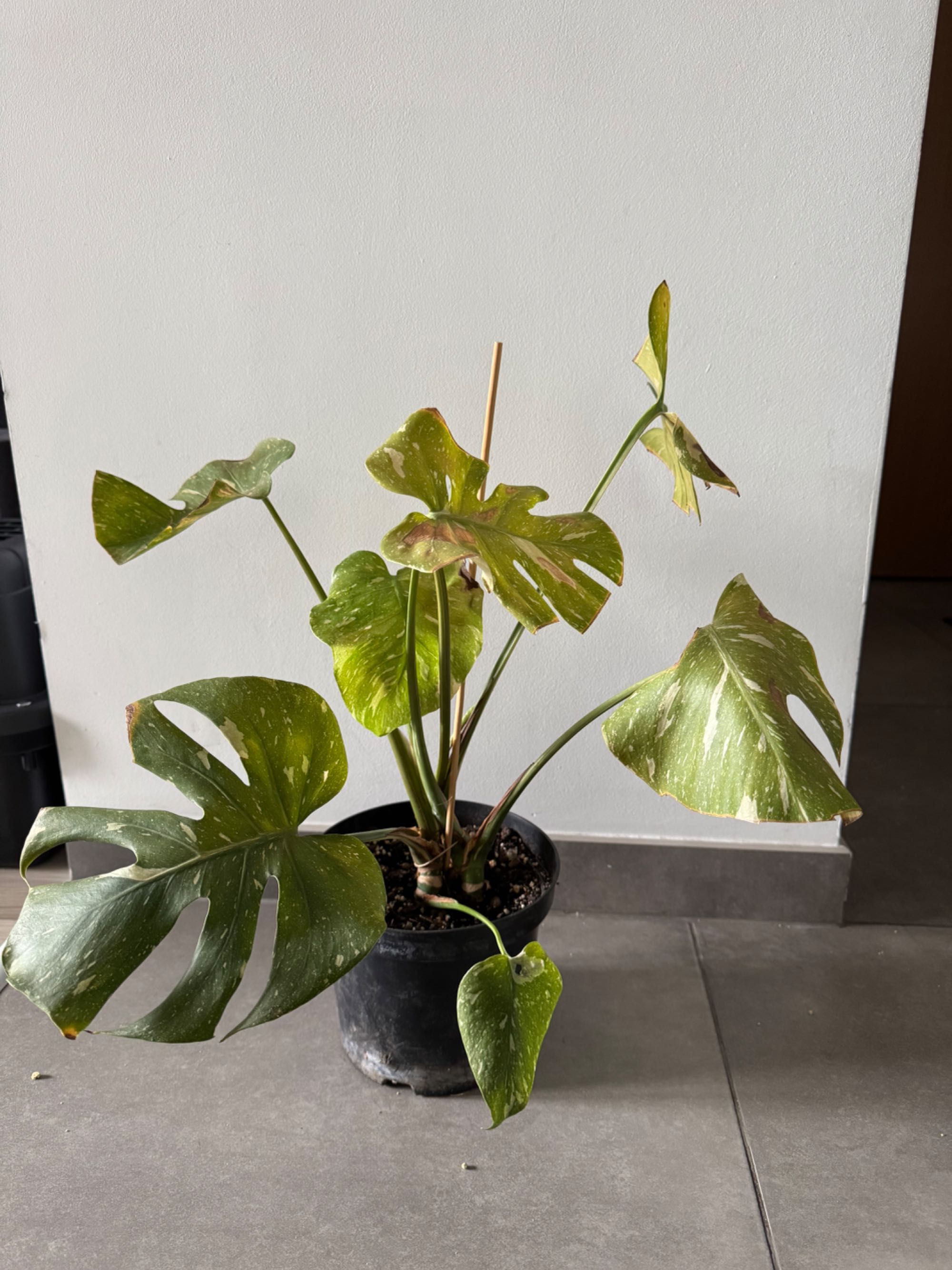 monstera variegata thai constellation