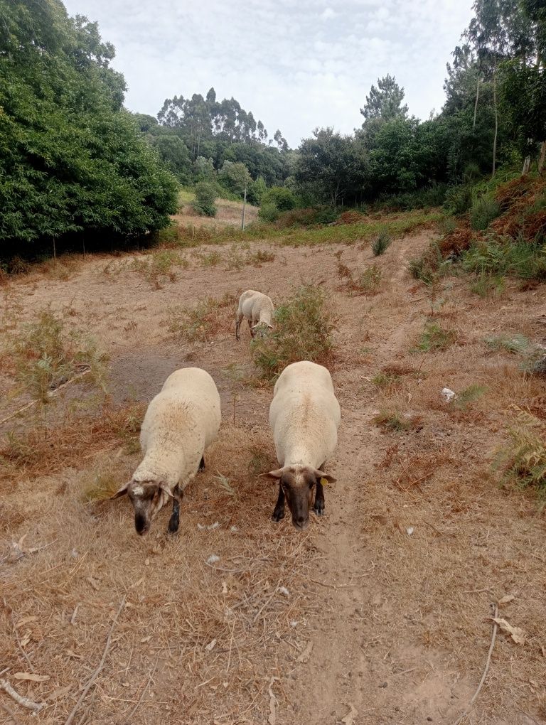 Ovelhas e borrego