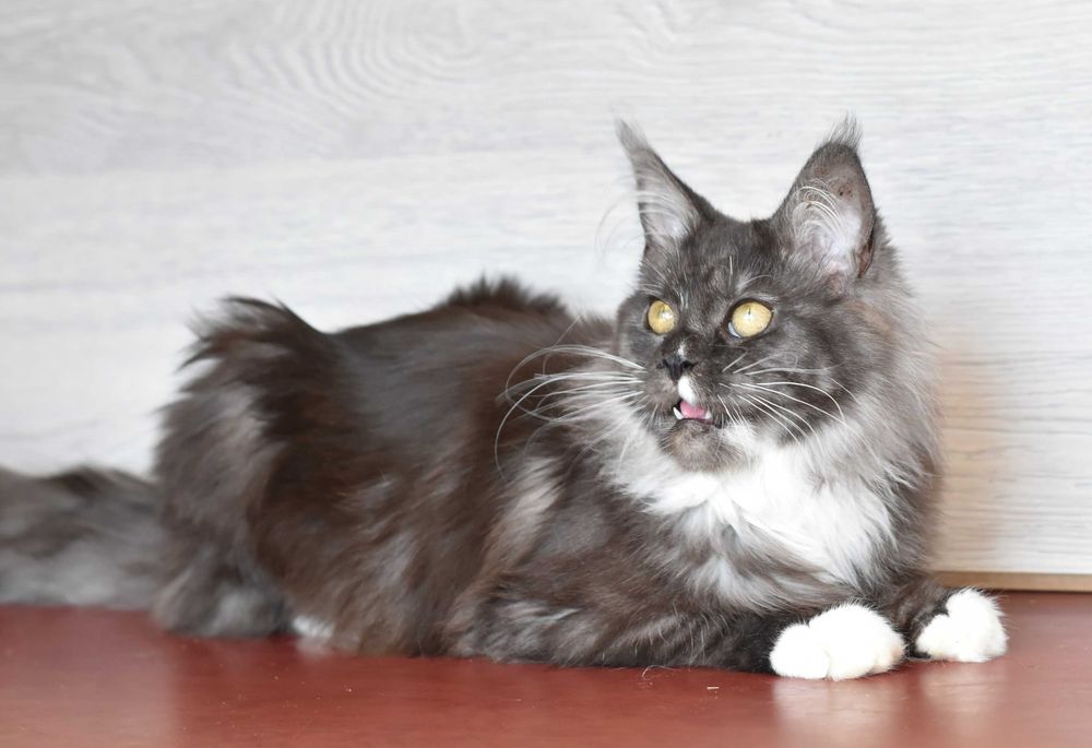 Кошечка черный дым с белым