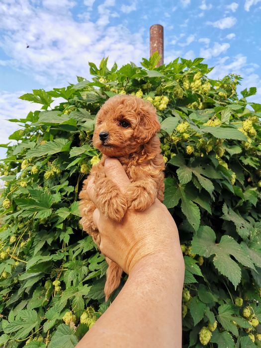 Мальтипу разноцветние разний возраст