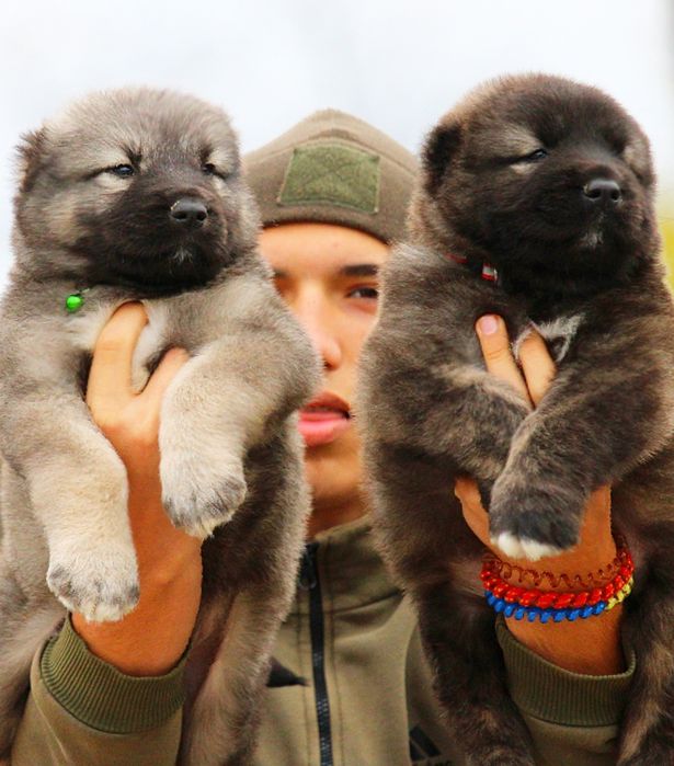 Хлопчики  чабанської  собаки  Кавказу.