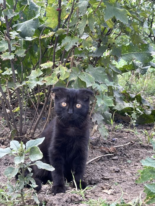 Висловухе чорне кошеня