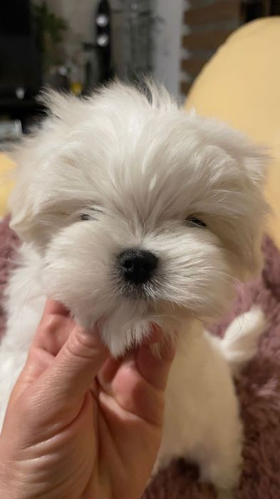 Przebadany piesek Maltanczyk z rodowodem ZKwP