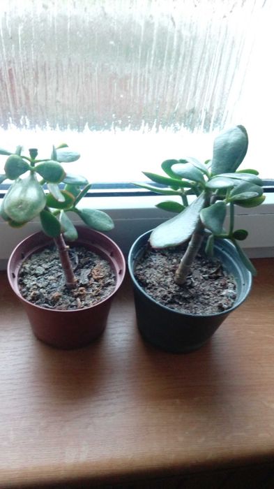 Grubosz, drzewko szczęścia