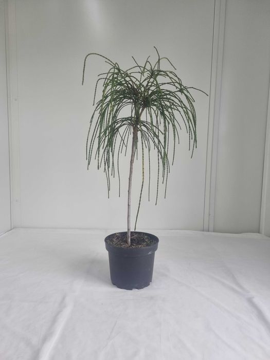 Thuja Whipcord – Karłowa Żywotnik, Wys. 80 cm, Doniczka 5L