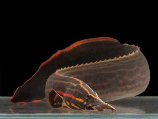 FIre eel 30 cm - enguia do fogo