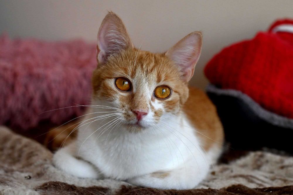 Piękna Morelka czeka na dom