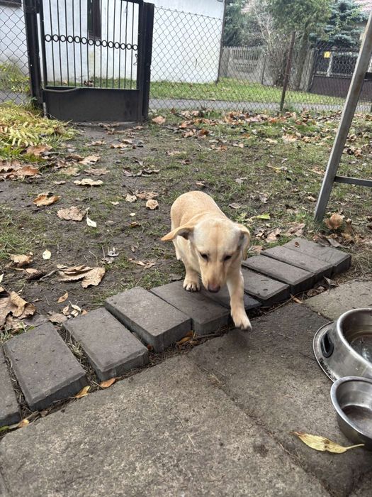 Śliczna sunia do Adopcji