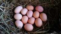 Wiejskie jaja, smaczne jajeczka, ekologiczne jajka