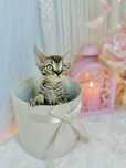 Kocurek Olaf  Wcf Devonrex