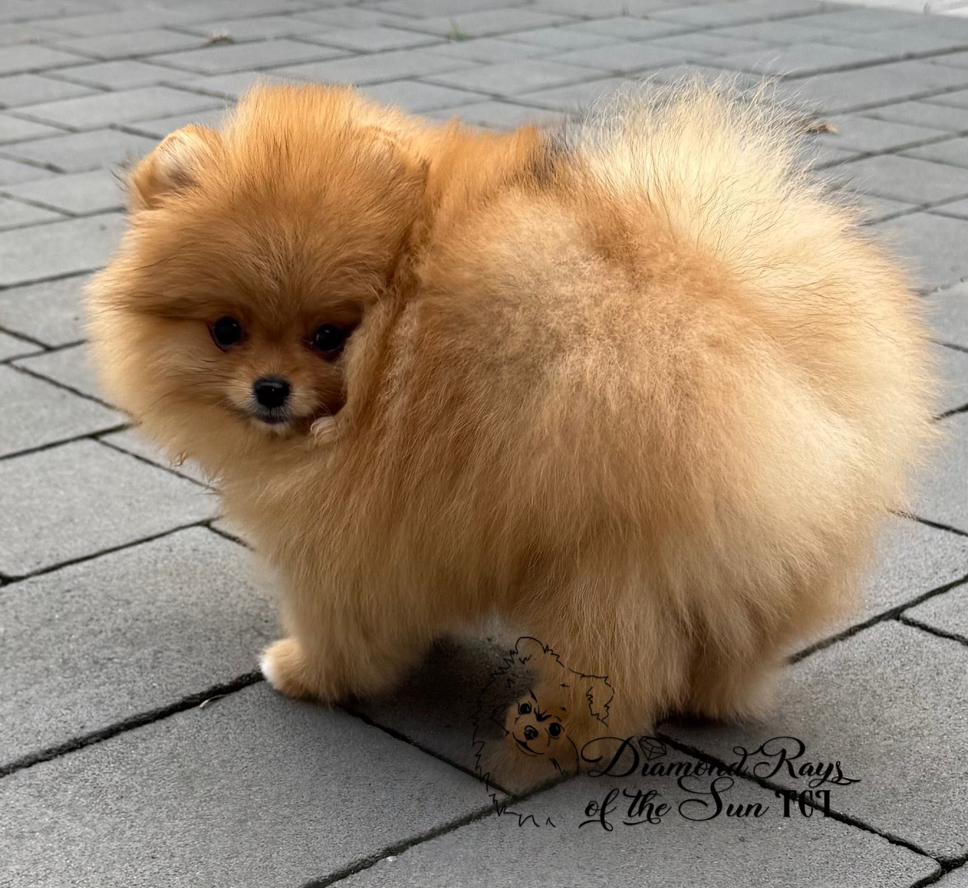 Szpic miniaturowy Pomeranian