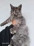 Maine Coon Kocurek,Kotka do odbioru.