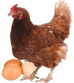 М'ясо-яєчні породи яйця інкубаційні