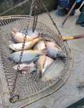 Karp handlowy, zarybieniowy