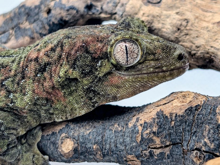 Gekon omszały samiec maindland Black week