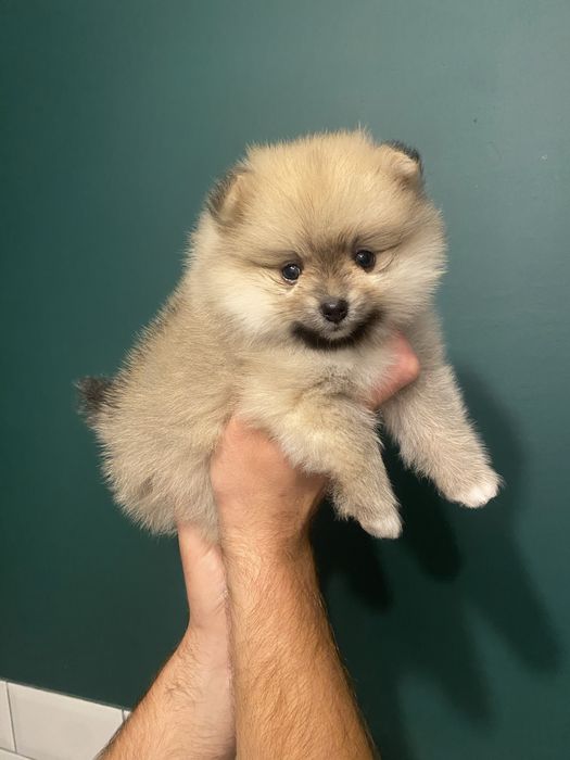 Szpic miniaturowy pomeranian
