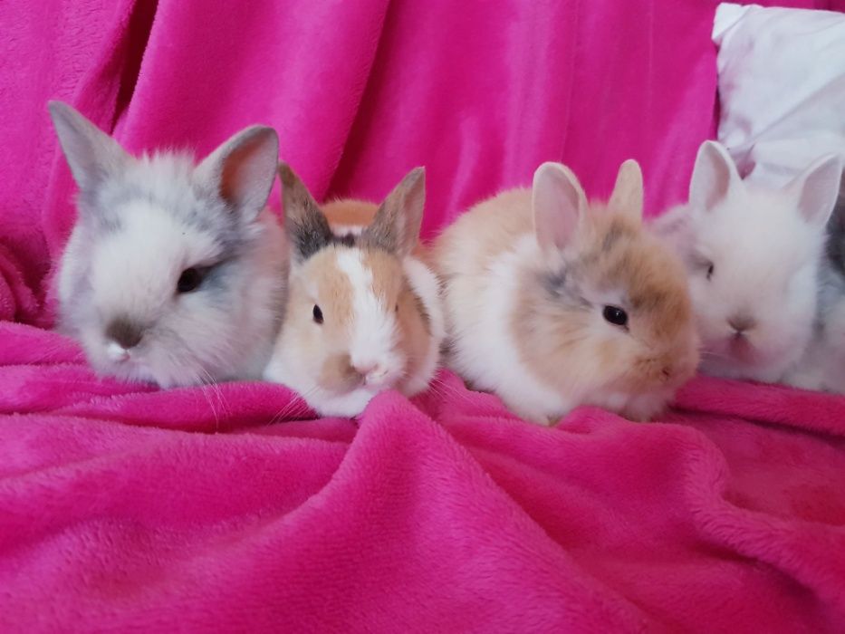 Malutkie Karzełki Królik króliki miniaturki miniaturka