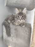 Nugat- niebieski pręgowany kocurek Maine Coon