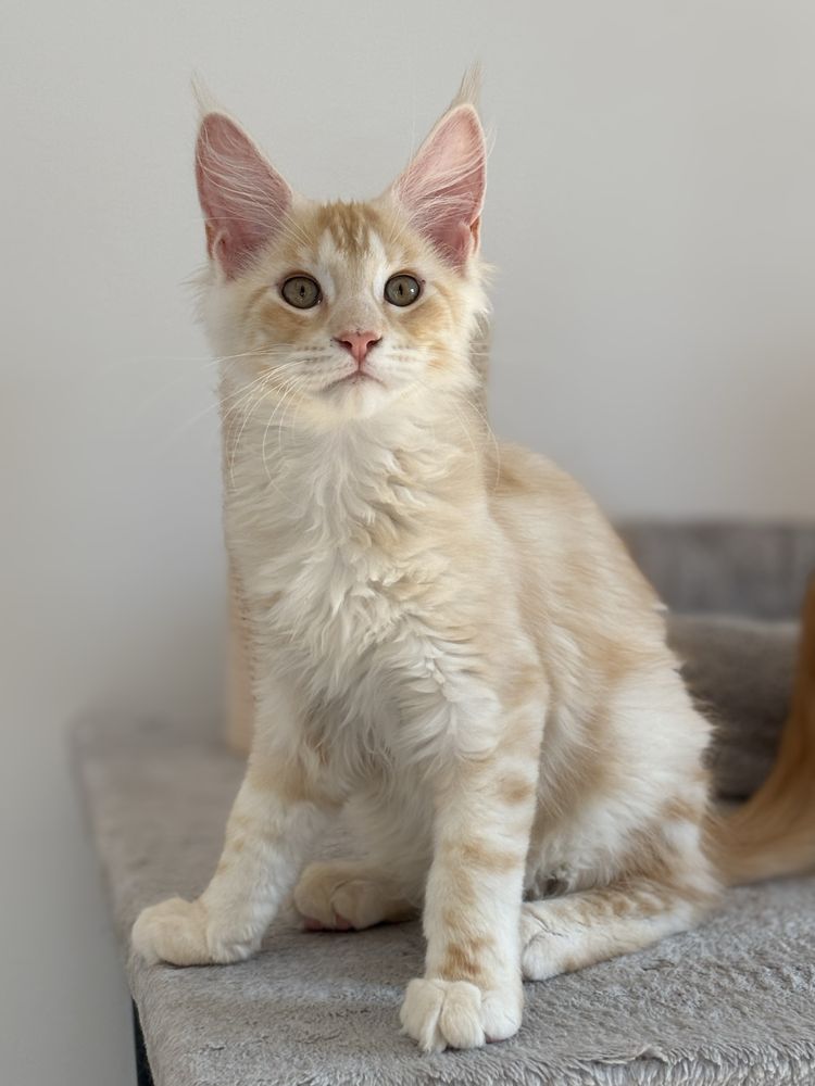 Gotowy do odbioru! Kocurek Maine Coon z badaniami Genetycznymi, FPL