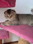 Gatinho scottish fold MACHO