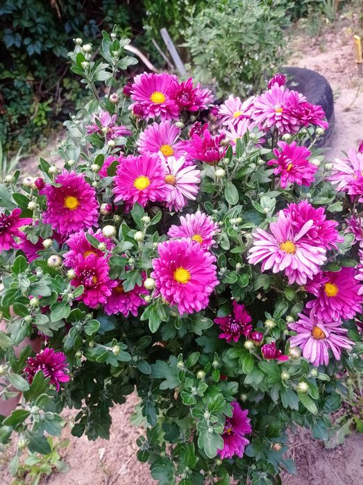 Продам хризантему