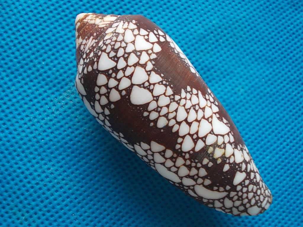 Muszle morskie- Conus magnificus