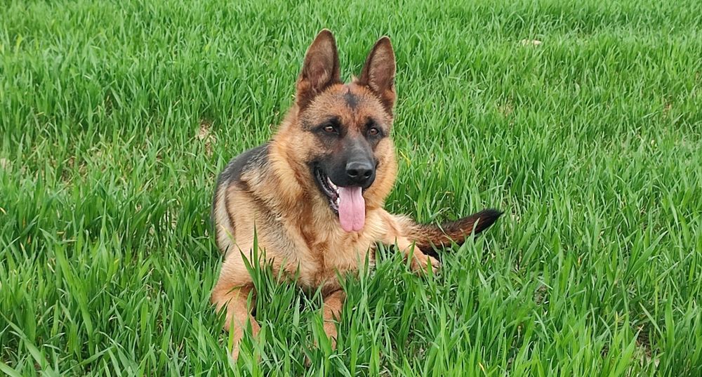 Продається собарка