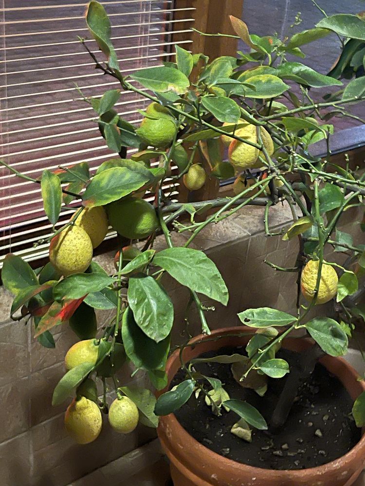 Лимон Дерево 140 см.
